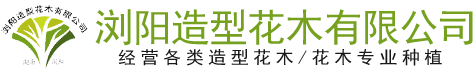 浏阳造型花木有限公司_浏阳红花继木和罗汉松|浏阳小叶女贞和榆树|椤木石楠和桂花哪里的好