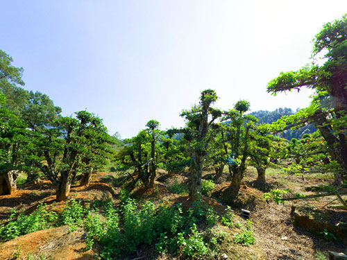 椤木石楠园区