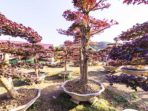红花继木基地