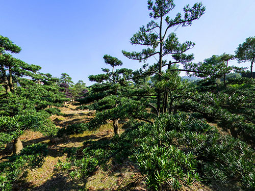 罗汉松园区