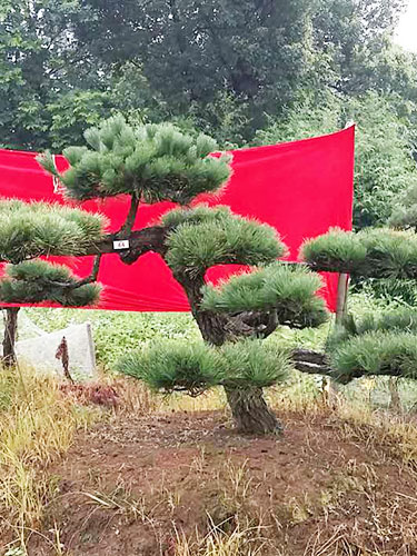 造型黑松