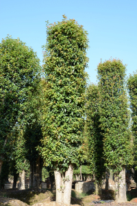 椤木石楠