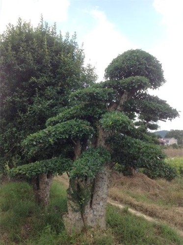 造型椤木石楠桩