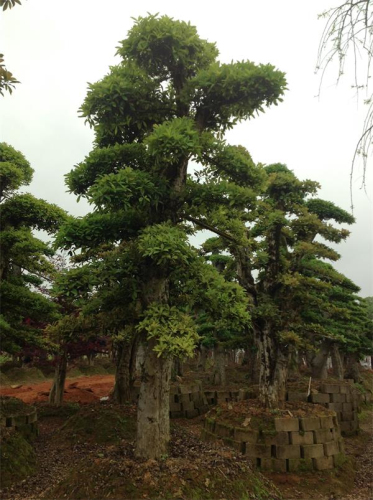 椤木石楠
