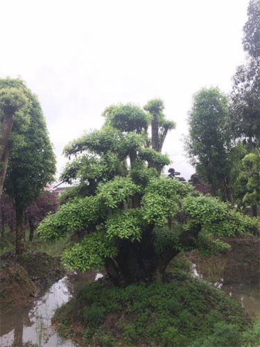 椤木石楠古桩