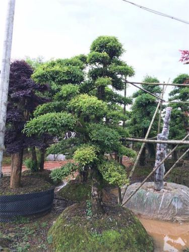 椤木石楠