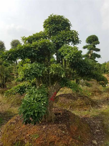 造型椤木石楠桩
