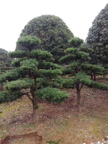 造型罗汉松