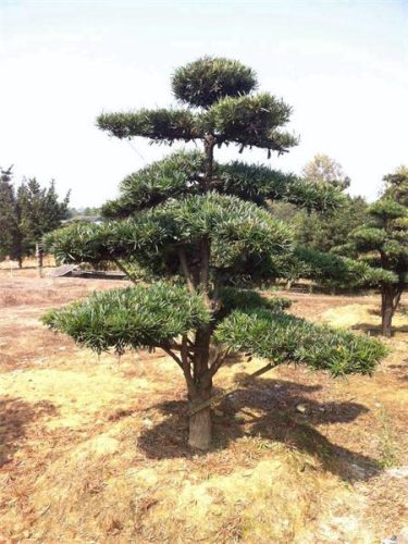 罗汉松