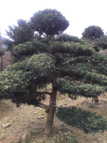罗汉松桩景