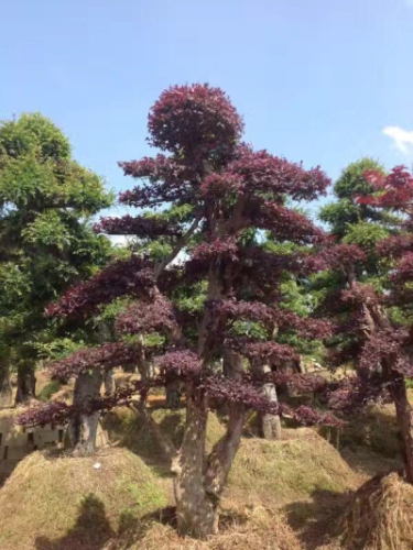 造型红继木