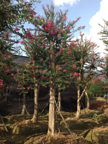 红花紫薇