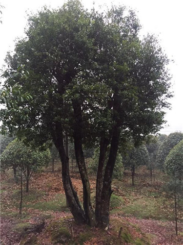 杨梅树