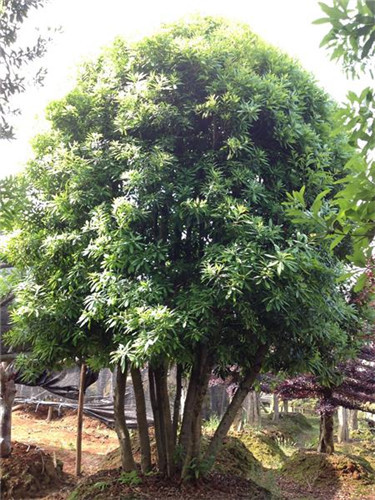 杨梅多杆
