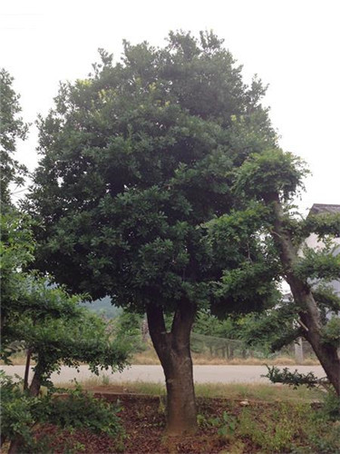 杨梅树