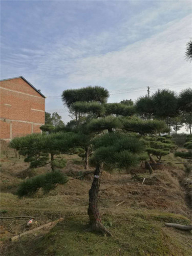 黑松