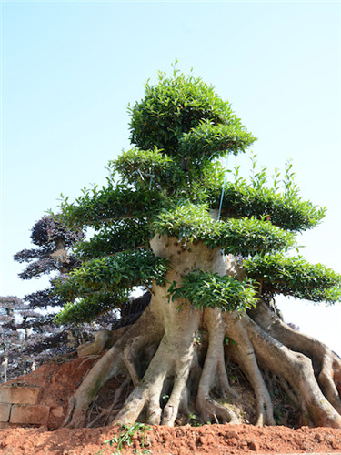 造型杜英古桩