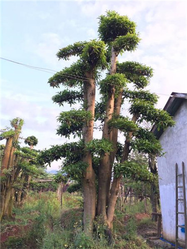 造型杜英多杆
