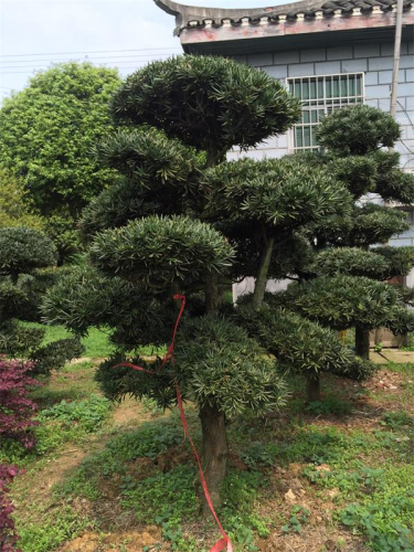 罗汉松精品