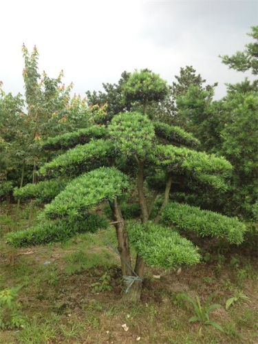 罗汉松盆景桩