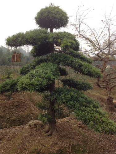 造型罗汉松