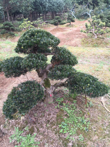 罗汉松盆景
