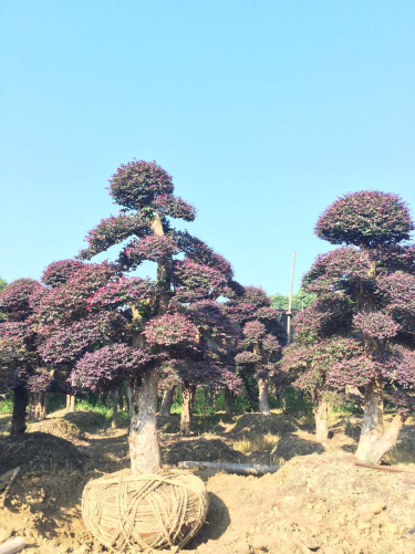 红花继木基地