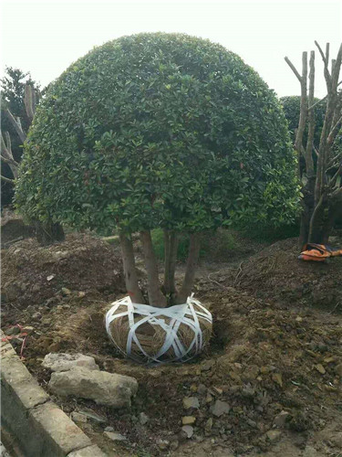 杨梅球