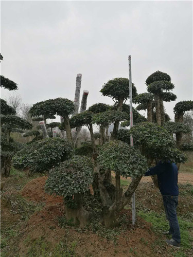 造型椤木石楠