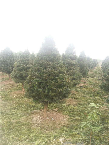 罗汉松