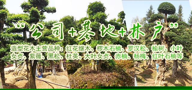 浏阳造型花木有限公司_浏阳红花继木和罗汉松|浏阳小叶女贞和榆树|椤木石楠和桂花哪里的好